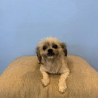 12-Pocket Galaxy Dog Binder
